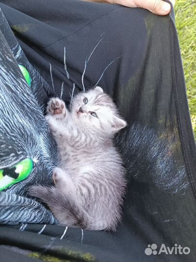 Шотландские котята