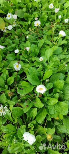 Маргаритки рассада