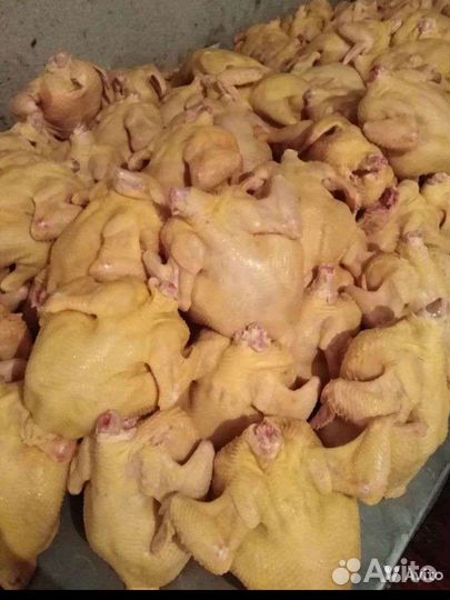 Куры бройлеры тушки