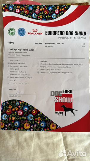 Случка американского стаффордширского терьера