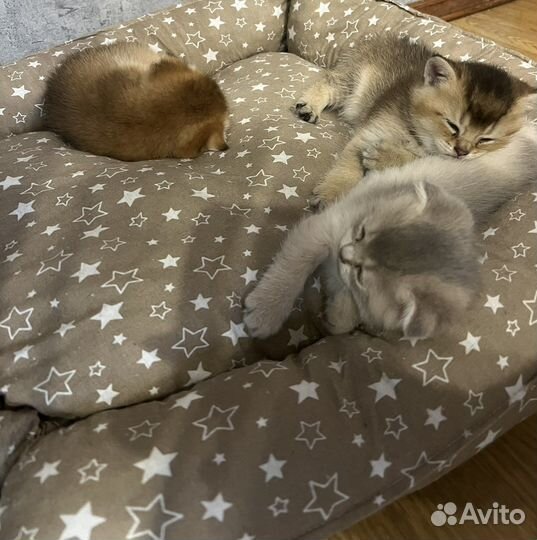 Котята Шотландской вислоухой шиншиллы