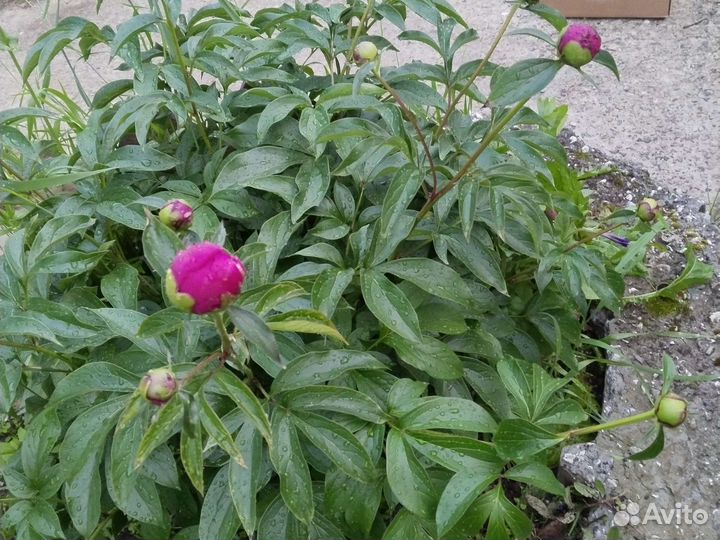 Саженцы, корни пионов (многолетние цветы)