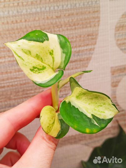 Эпипремнум & Филодендрон