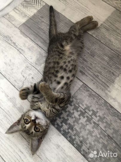 Котенок девочка бесплатно