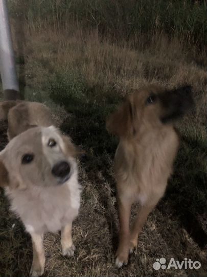 Бездобные собаки