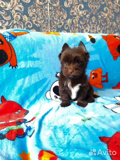 Йоркширский терьер