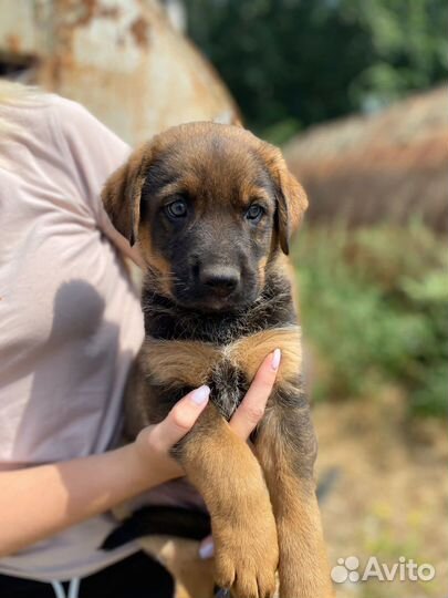 Щенки овчаристого типа