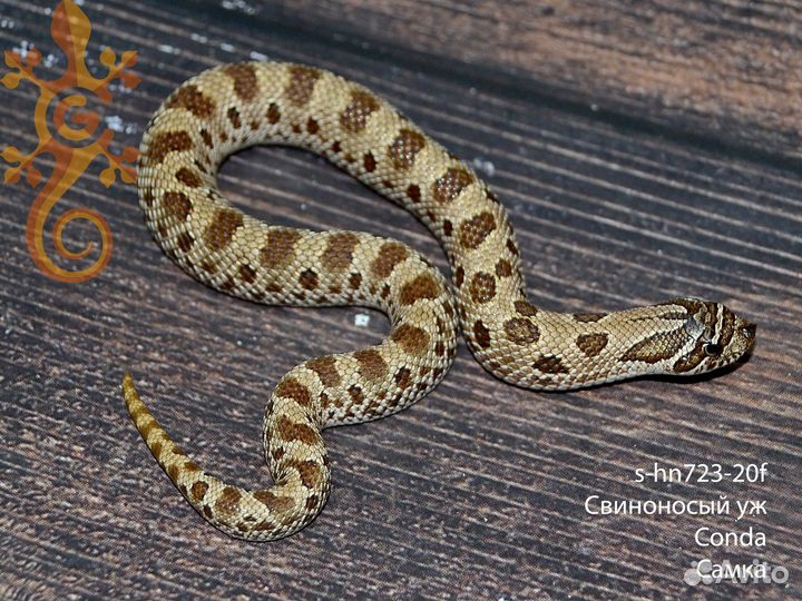 Змея Свиноносый уж (Heterodon Nasicus)