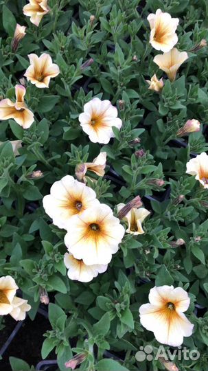 Рассаада цветов