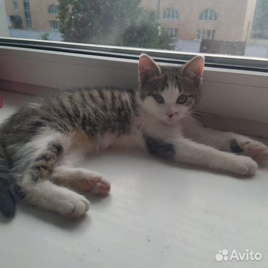 Котенок в добрые руки