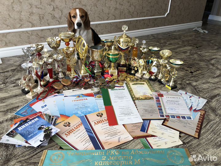 Бигль вязка