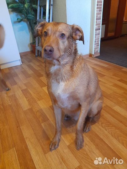 Собака в добрые руки отдам бесплатно