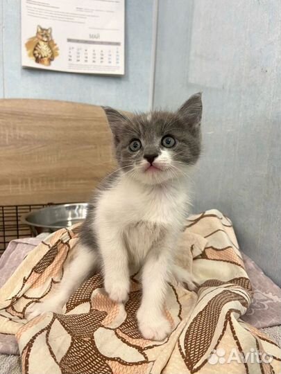 Котёнок девочка в добрые руки