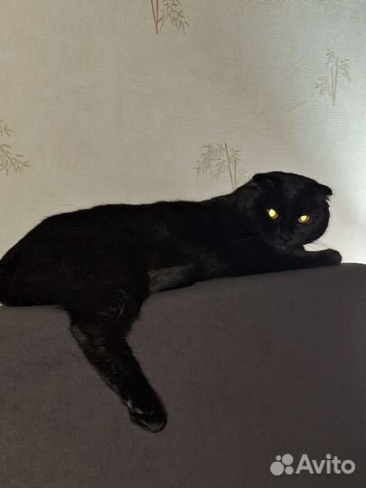 Вислоухий кот вязка