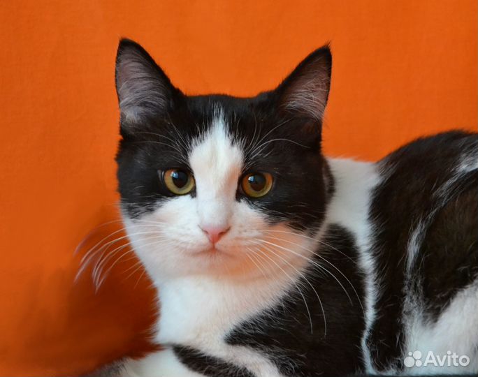 Котик подросток в добрые руки