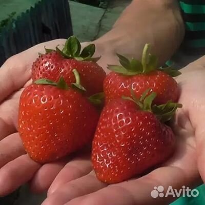 Рассада ремонтантной клубники 4 сорта зкс доставка