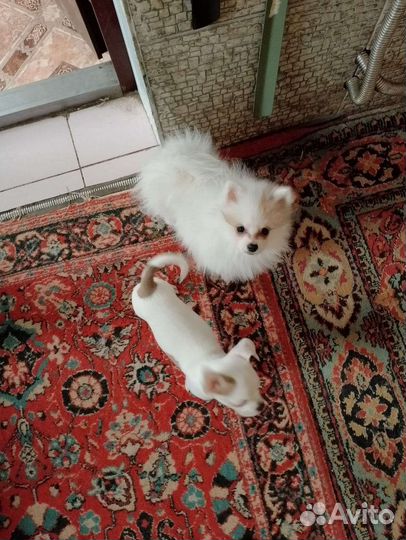 Чихуахуа, тойтерьеры, карликовые пинчеры доставка