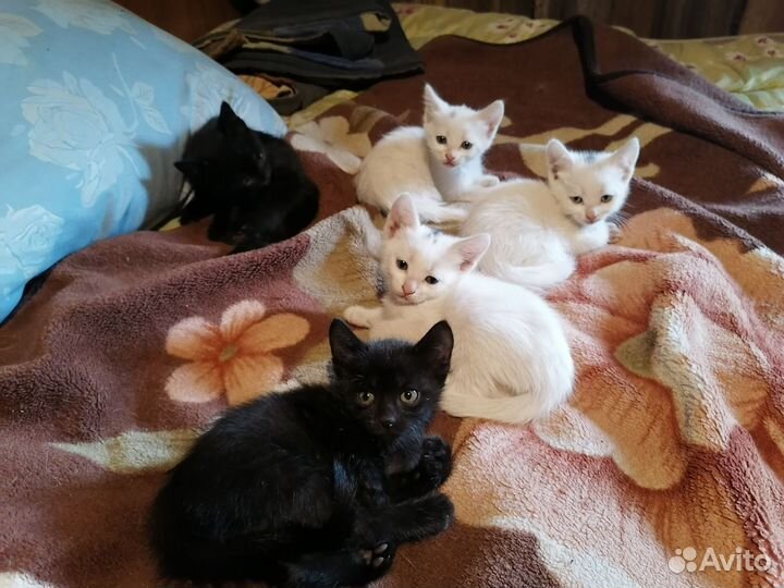 Кошка в дар бесплатно