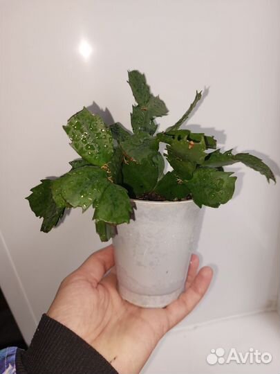 Калатея,ктенанты, филы и тд