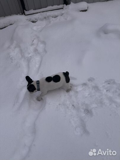Французский бульдог