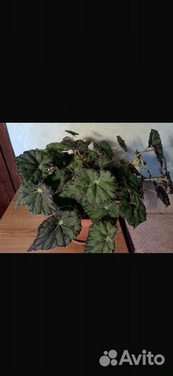 Бегония тигровая