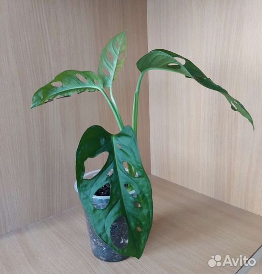 Монстера Манки