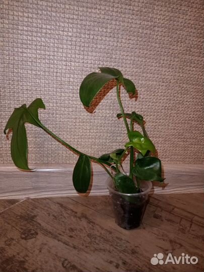 Филодендрон