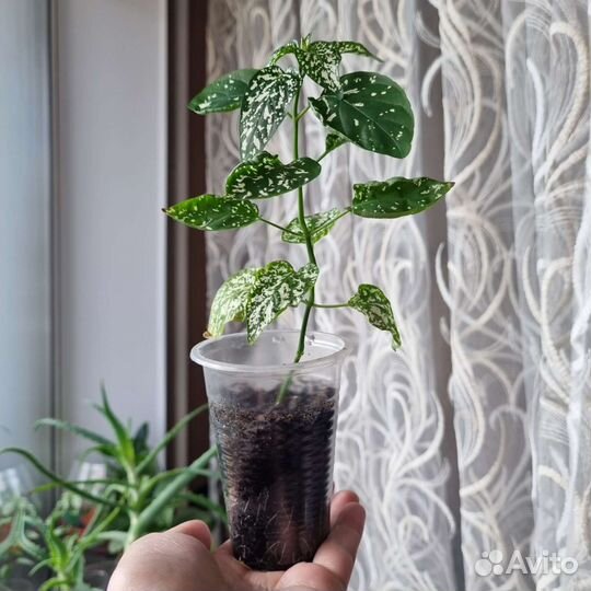 Гипоэстес черенки