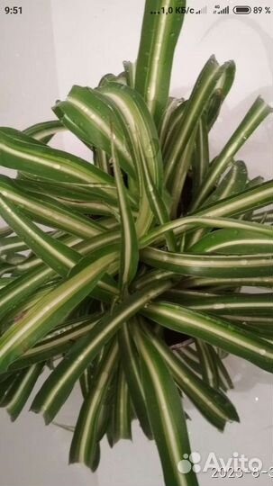 Хлорофитум Лаксум Серебристый