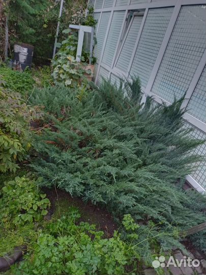 Можжевельник