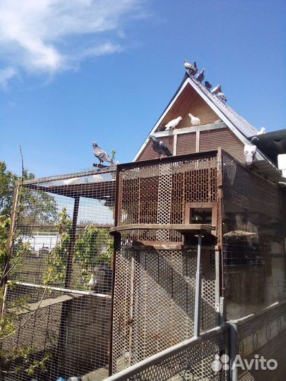 Голуби почтовые