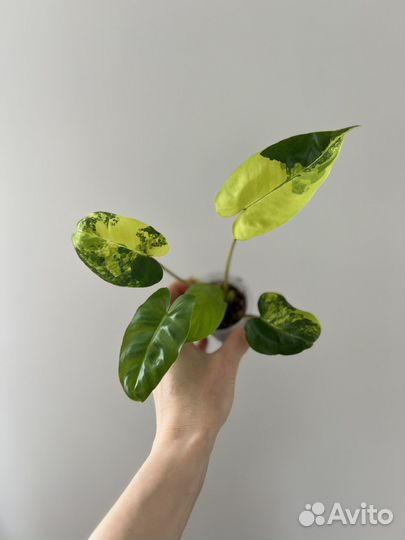 Филодендрон бурле маркс вариегатный