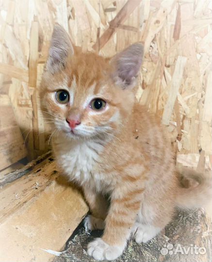 Спасли котят