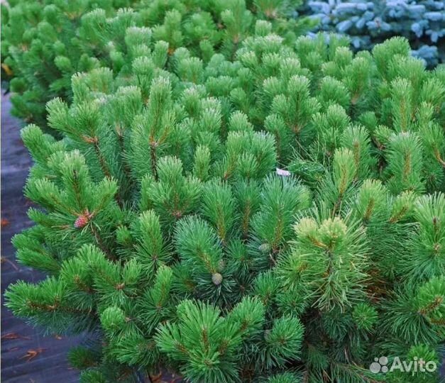 Сосна горная мугус