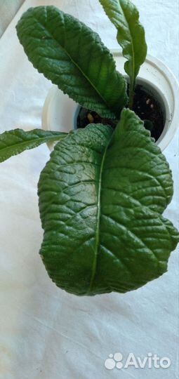 Стрептокарпус