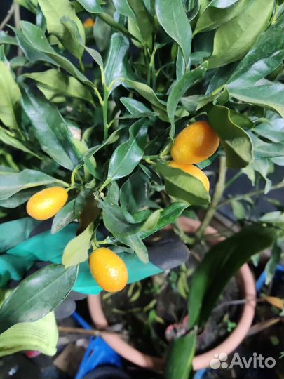 Кумкват фортунелла кинкан и др цитрусовые