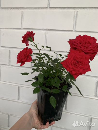 Комнатные цветы розы