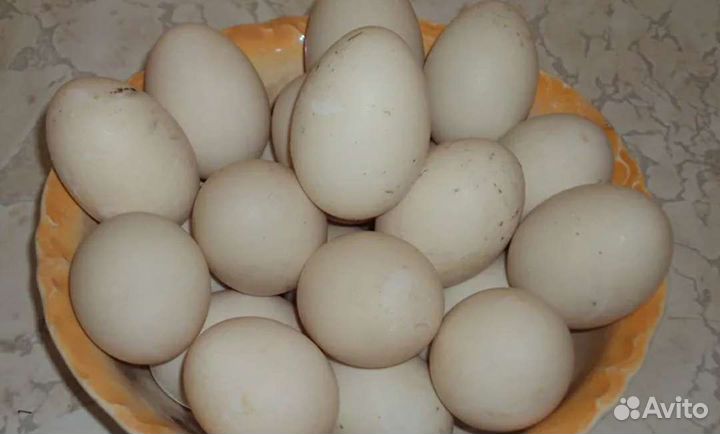 Яйца утиные на инкубацию, разведение
