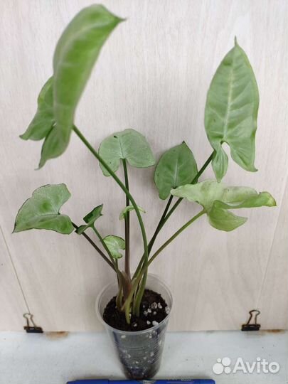 Укорененные растения 6