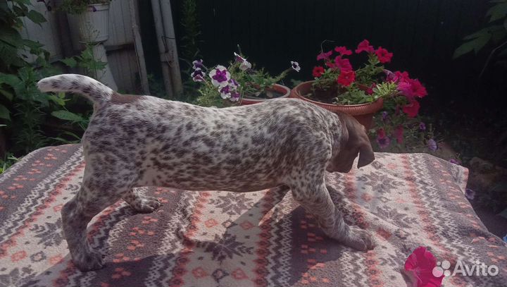 Щенки курцхаара