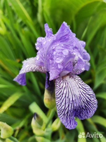 Ирисы бородатые