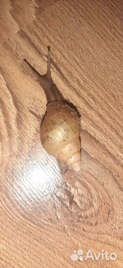 Улитки ахатины бесплатно