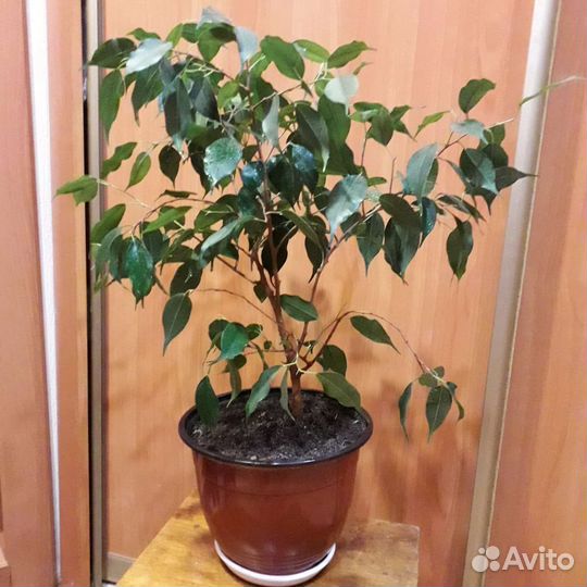 Фикус Бенджамина