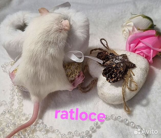 Крысята малышки девочки