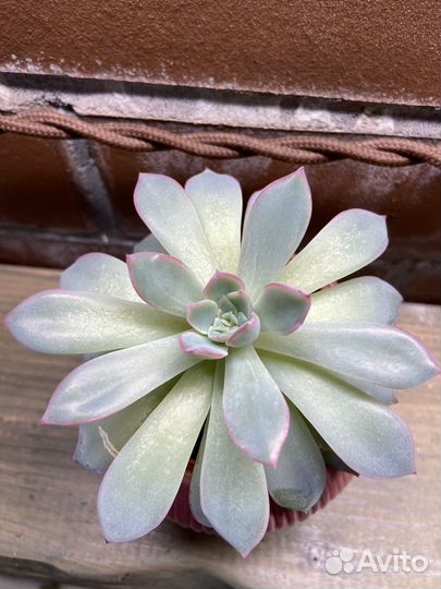 Эхеверия Пулидонис