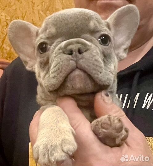 Французский бульдог мини