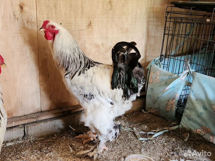 Куры петухи