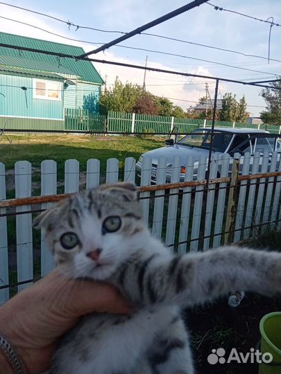 Отдам веслоухих котят