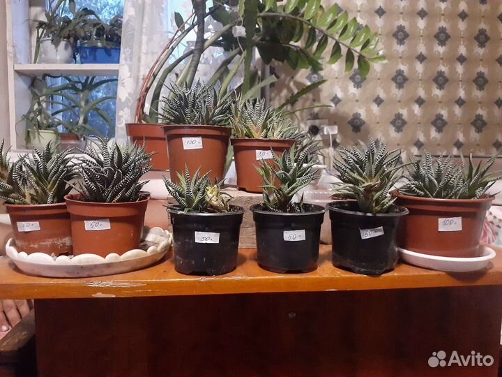 Комнатные растения Алоэ Каланхой Хавортия