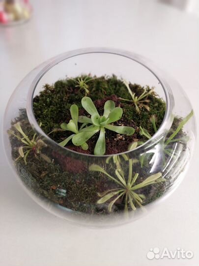 Хищные растения